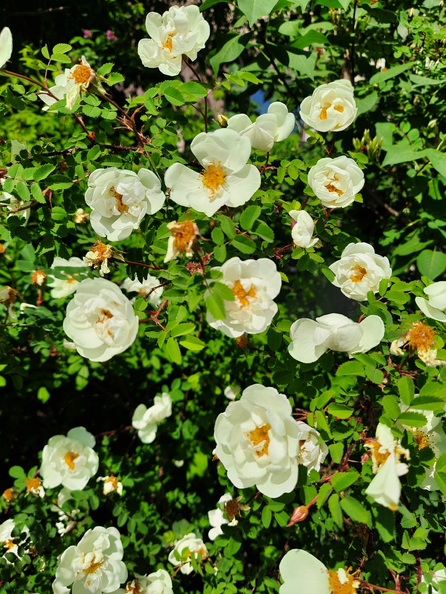 Цветы.Фото аатора.