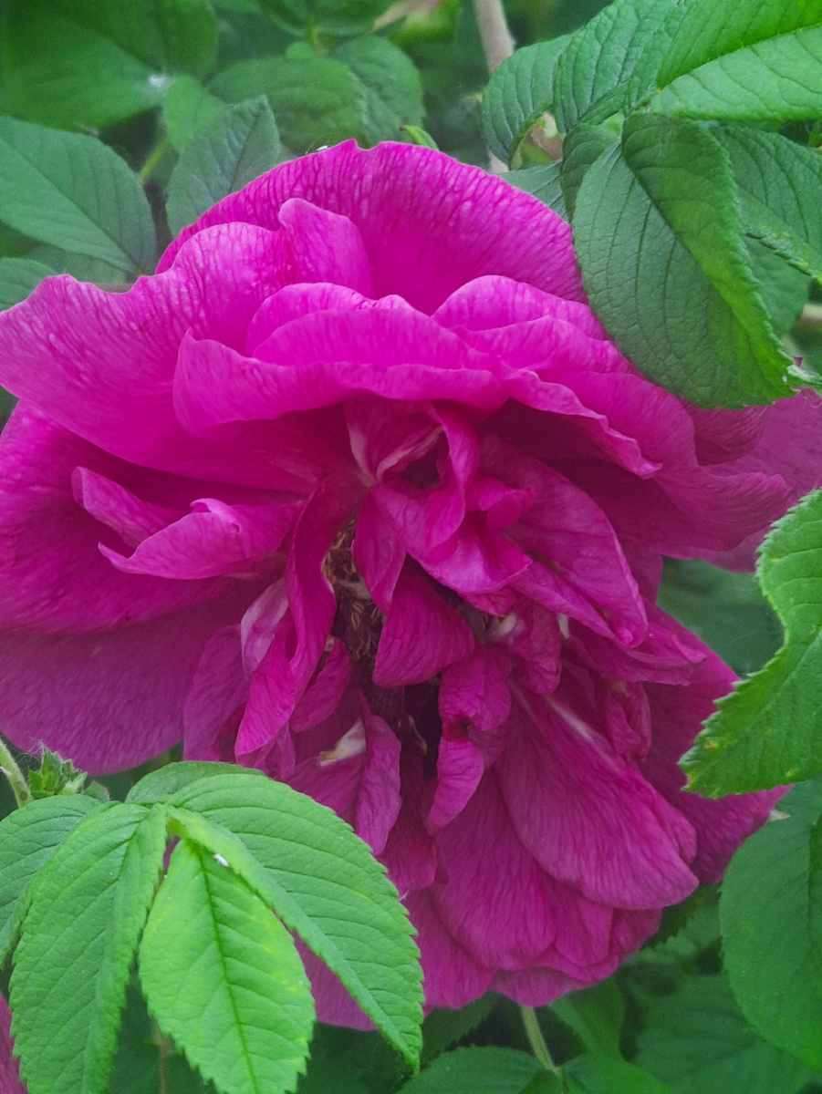 Шиповник.Фото автора.