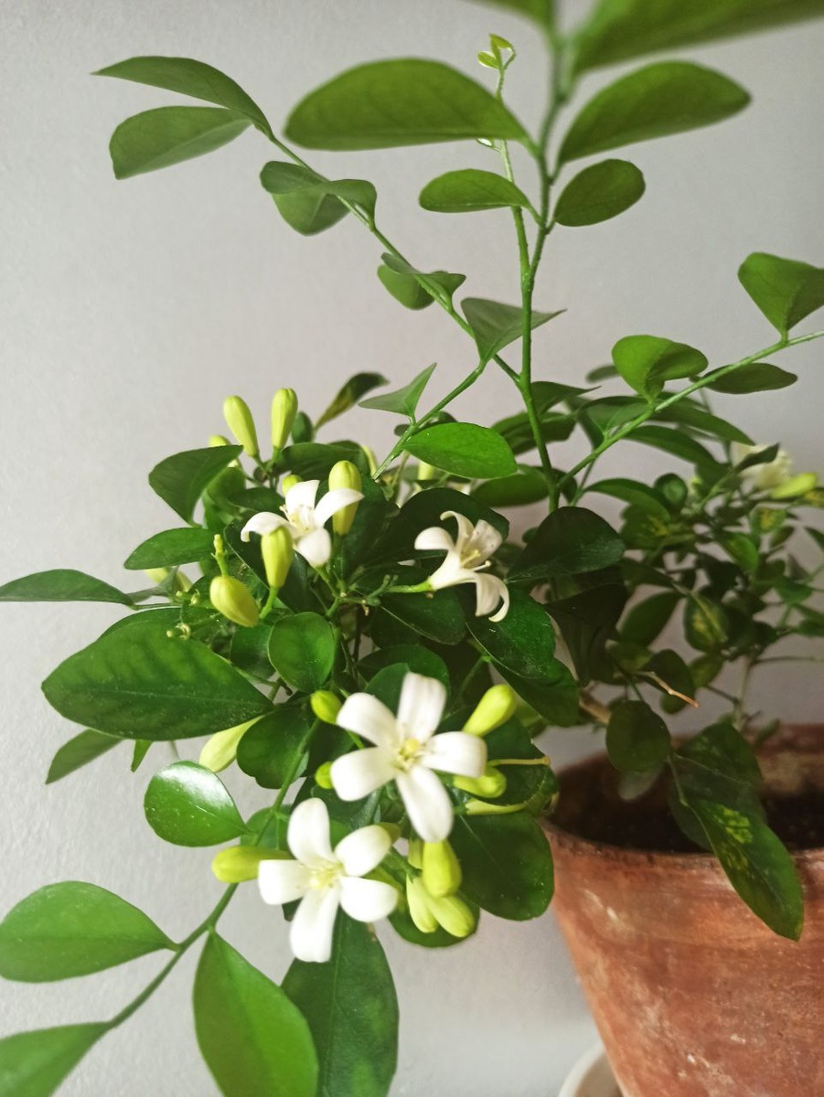 Моё фото. Мурайя.