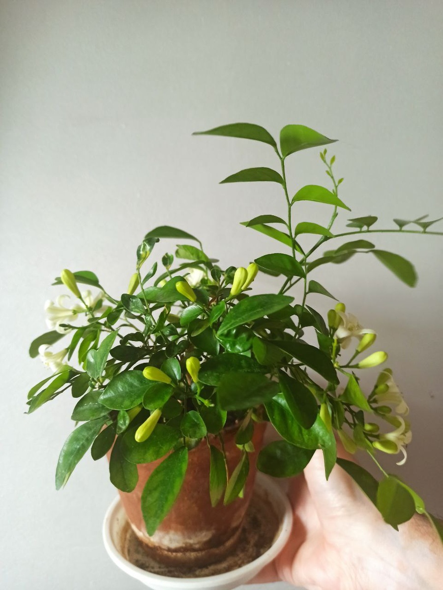 Моё фото. Мурайя.