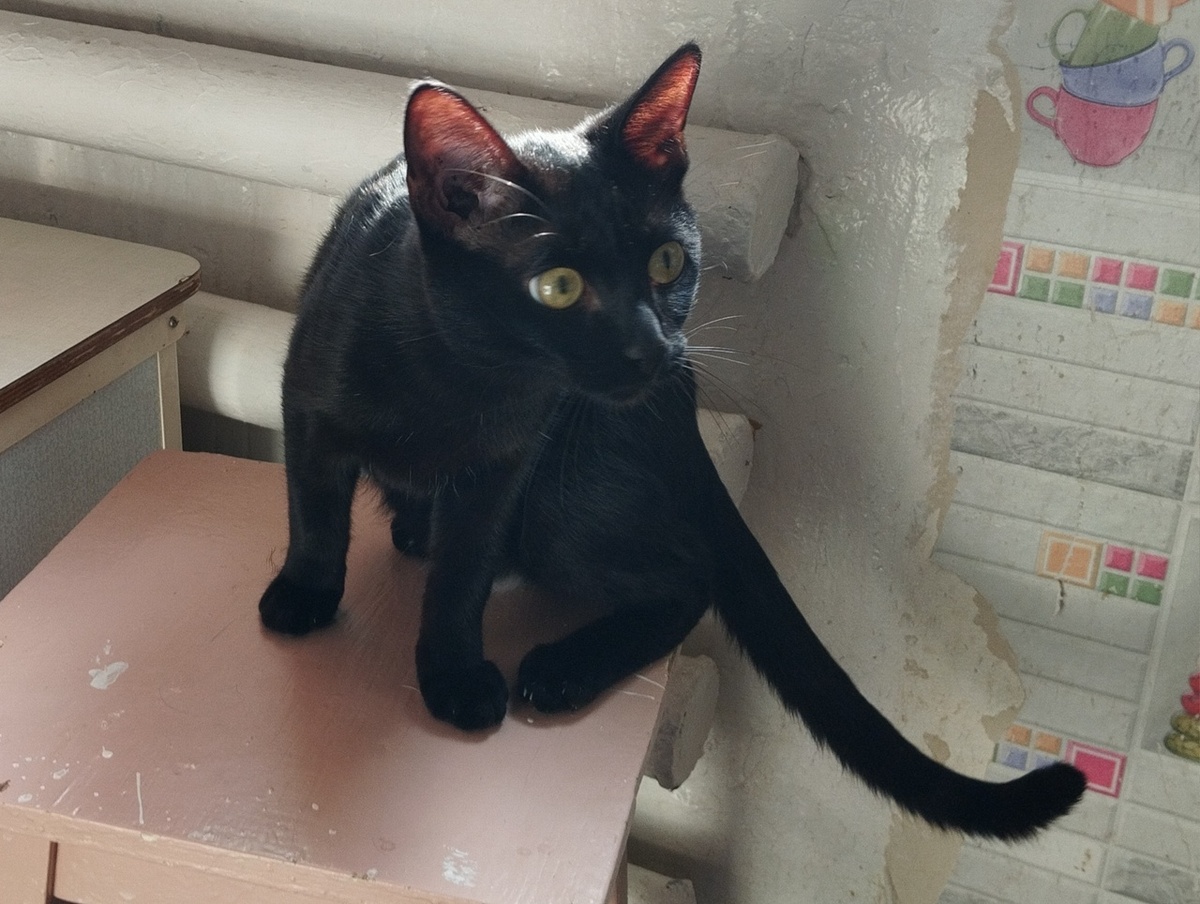 Огромными глазами кот разглядывает незнакомых людей и новое место