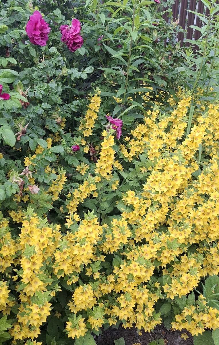 Рост для меня. Программу составлять уж надо будет не левой пяткой, а вдумчиво. Сейчас вот познакомилась с персоналом. Помогаю им набрать учеников. Гуляем с собачкой-роботом. 