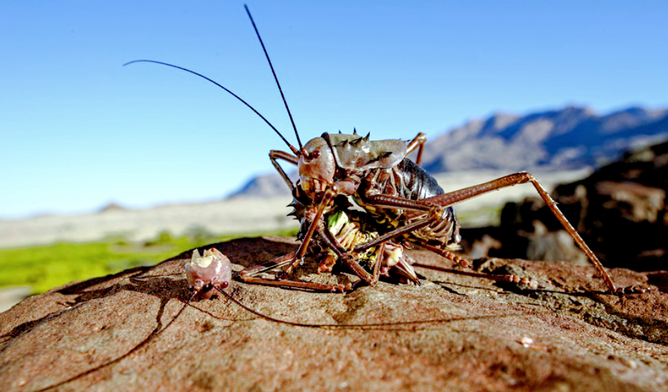 Лат. Acanthoplus discoidalis, снимок: travelask.ru