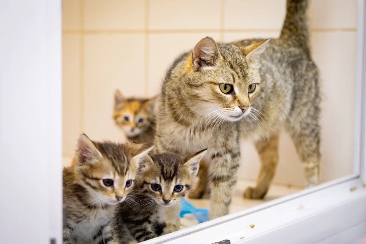 Умоляем, помогите нам преодолеть эти трудности