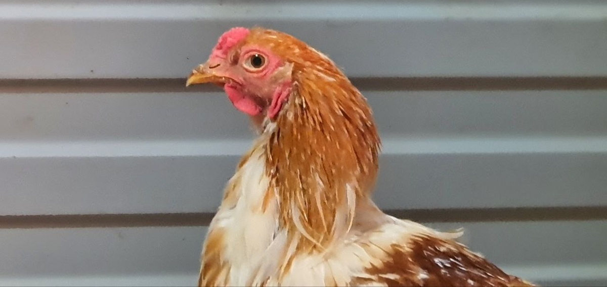 Молодой красавец петушок породы Брама смотрел на меня таким взглядом, когда я собирала яйца в их гнёздах