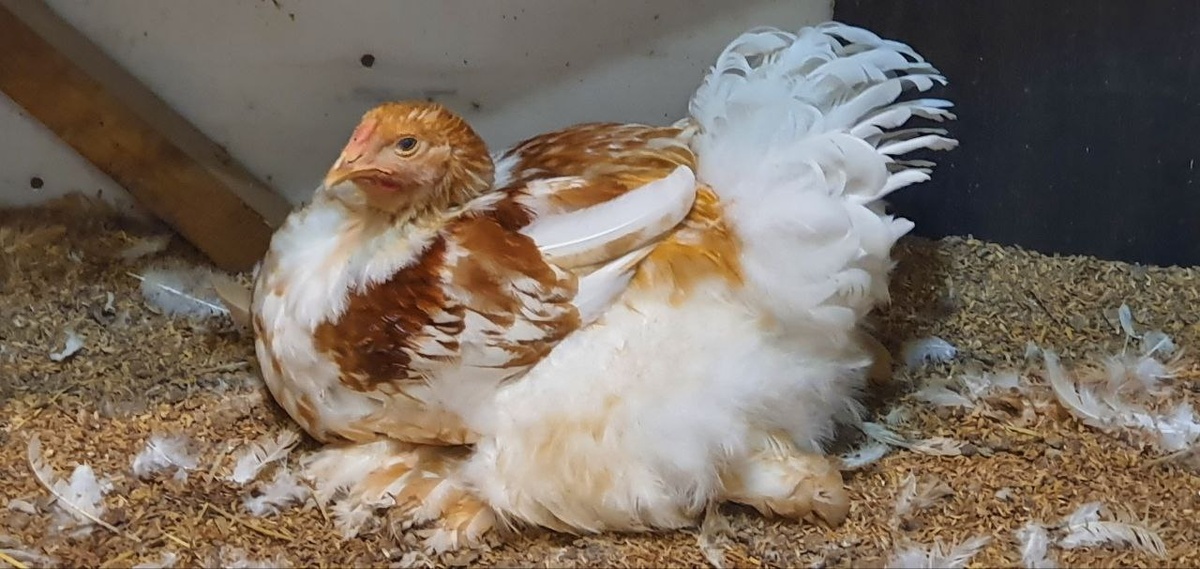 Удивительная курица породы Брама по имени Хризантемма