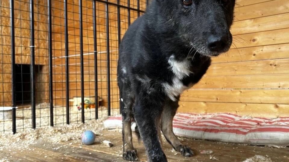 Невероятно, но факт! Тайга нашла дом!