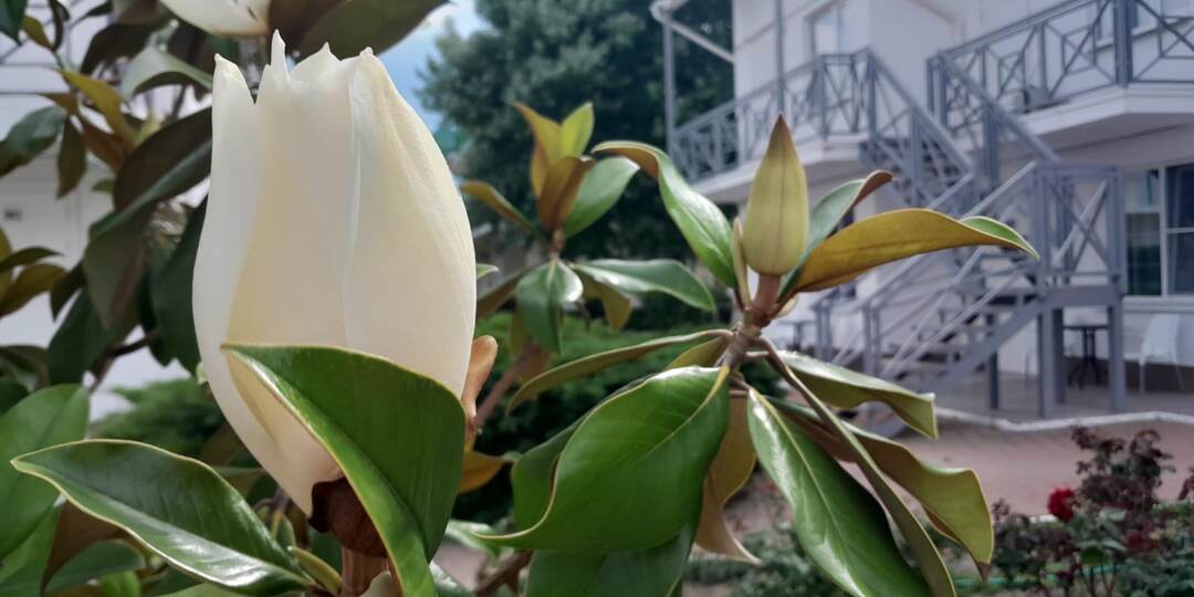 Новости Анапы. Анапа "дышит" и цветет 29.06.2025