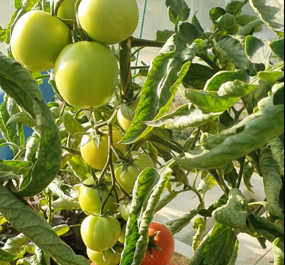 Томаты наливаются на глазах- калийная подкормка высокорослых томатов!