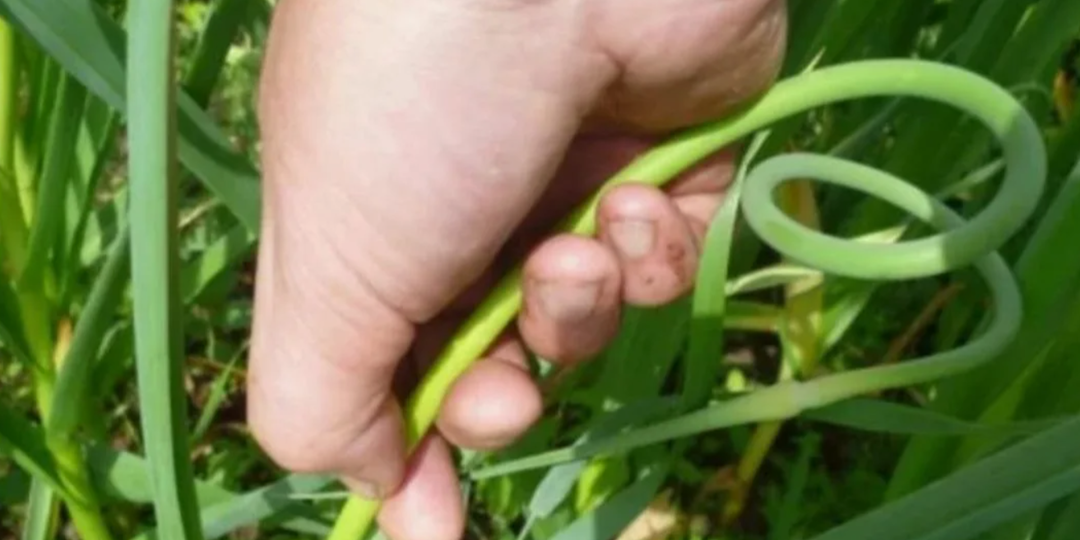 Почему ваш чеснок мелкий? Ошибка №1 после удаления стрелок