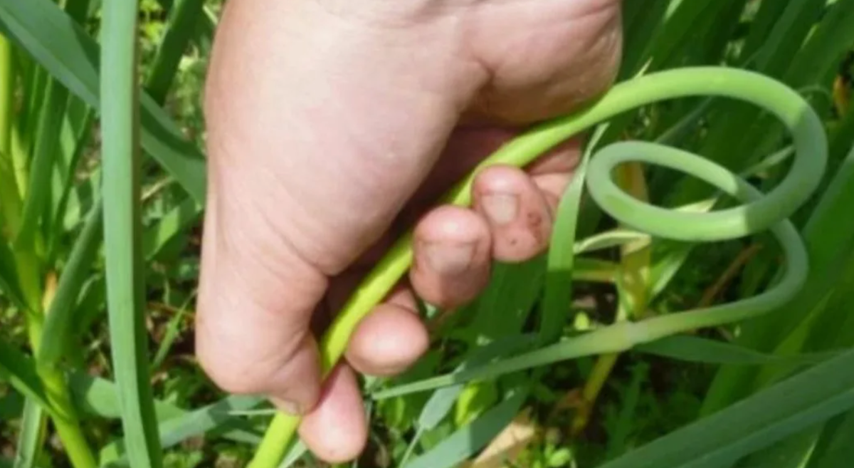 обрываю стрелку чеснока