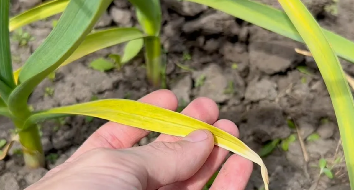 желтеют листья чеснока после удаления стрелок