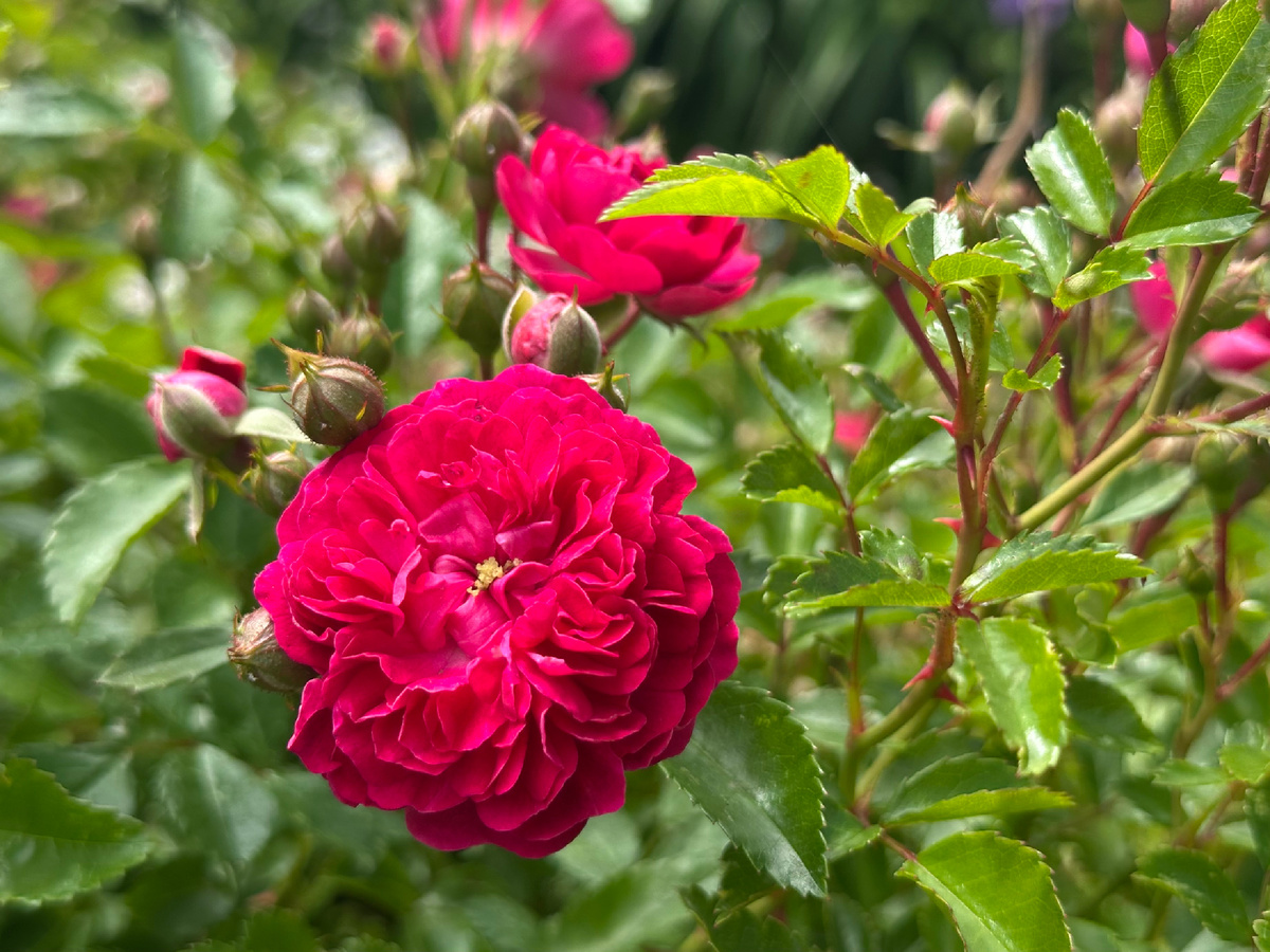 Вот такие розочки сейчас цветут у мамы. Огромный куст.
