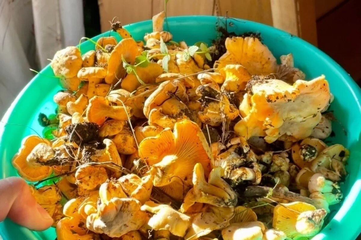    Томские грибники радуются урожаю лисичек