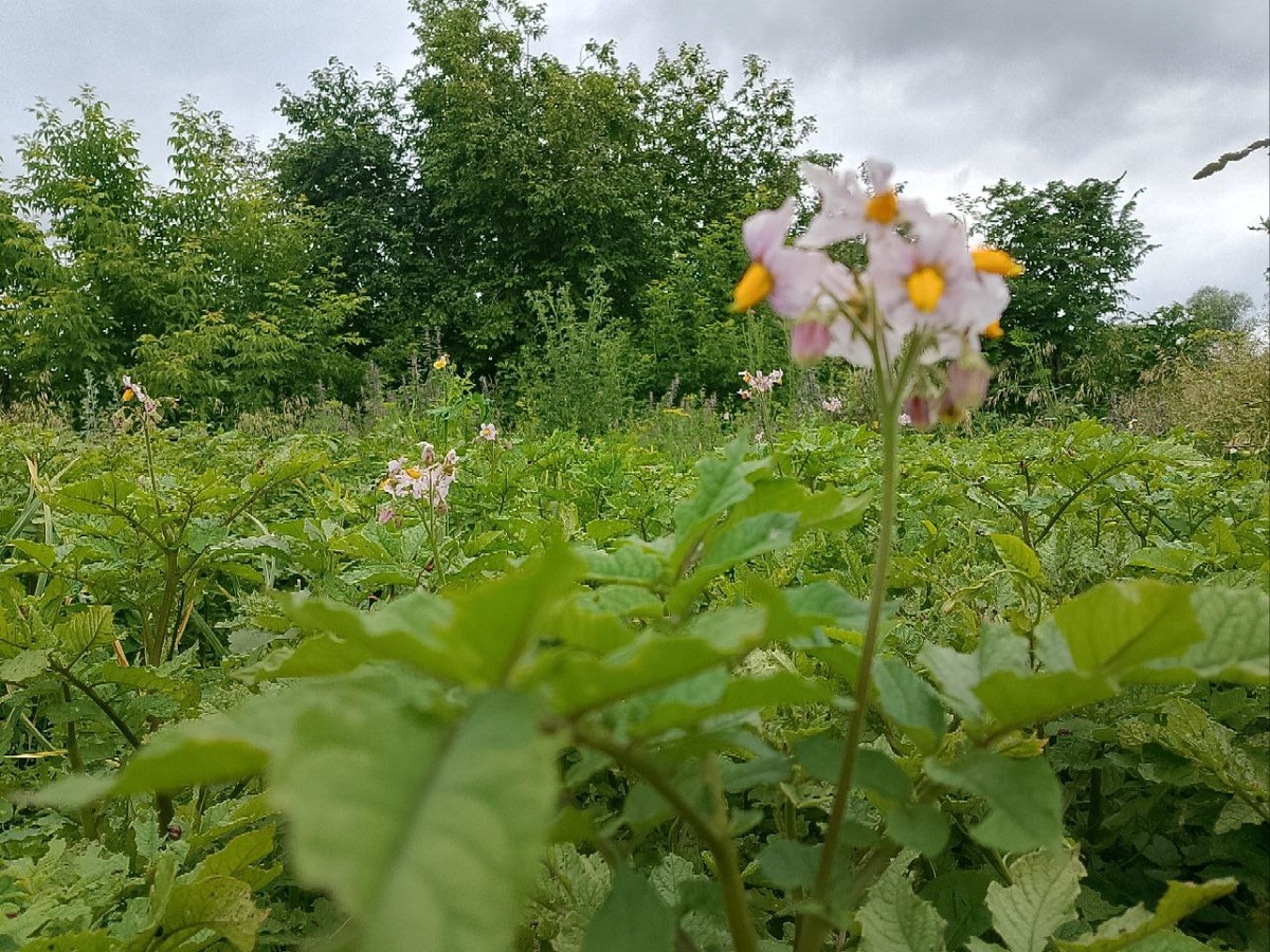 Первые цветы