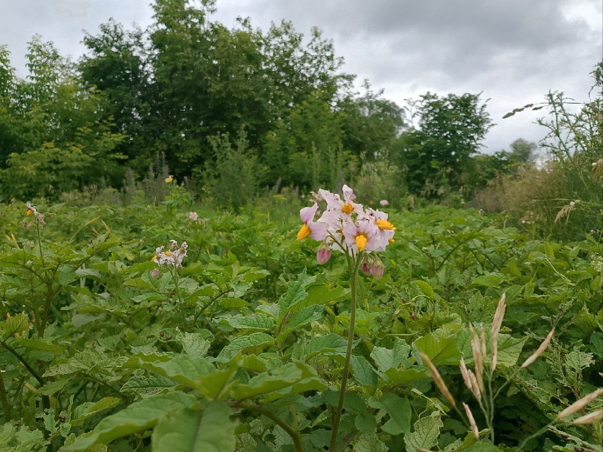 Пока их не так много, но бутоны образовались у всех