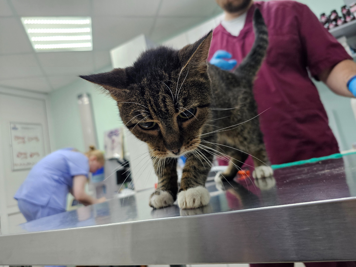 Фото автора. Маргоша заболевшая фип.