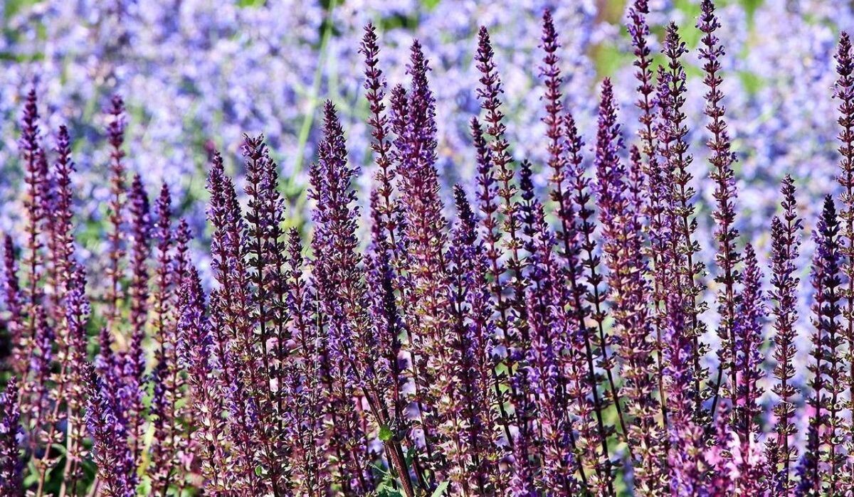     Многолетние растения. Источник: mos.ru Автор фото: Пресс-служба Мэра и Правительства Москвы