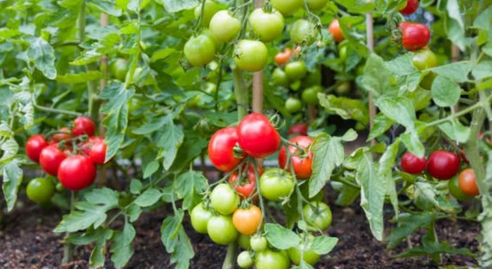 Внекорневая подкормка томатов кальцием и бором. Цель и польза данной подкормки.