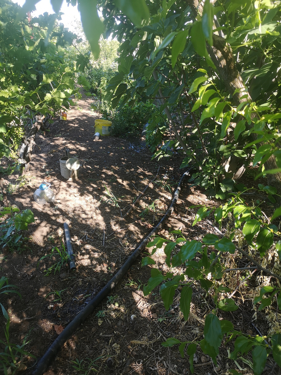 Где я стою, рос большой абрикос, там, где желтое ведро - персик нектарин