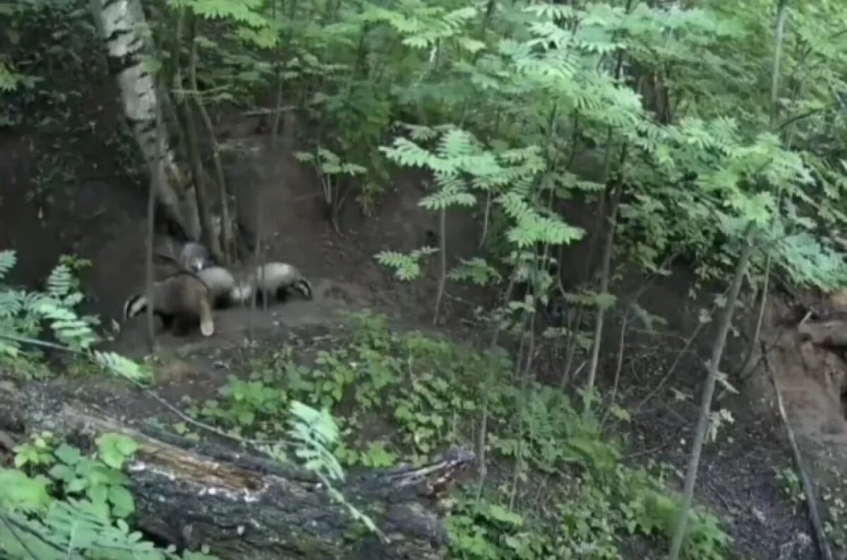    Нижегородцам показали лесную семью барсуков