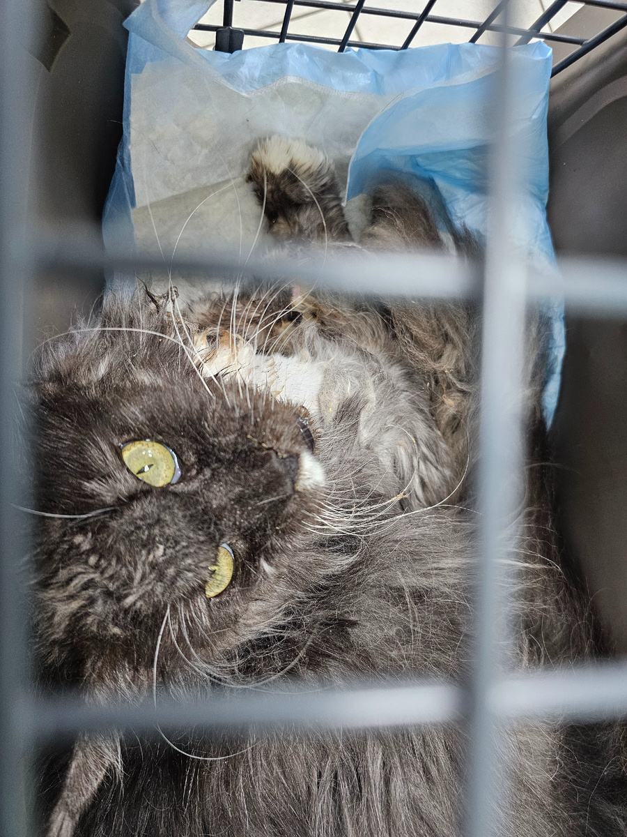 Фото автора. Соня щаболевшая фип.