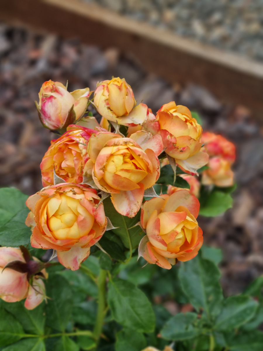 Роза Бэби Романтика. Фото: Зеленая леди, сад, семья и томатный сок 