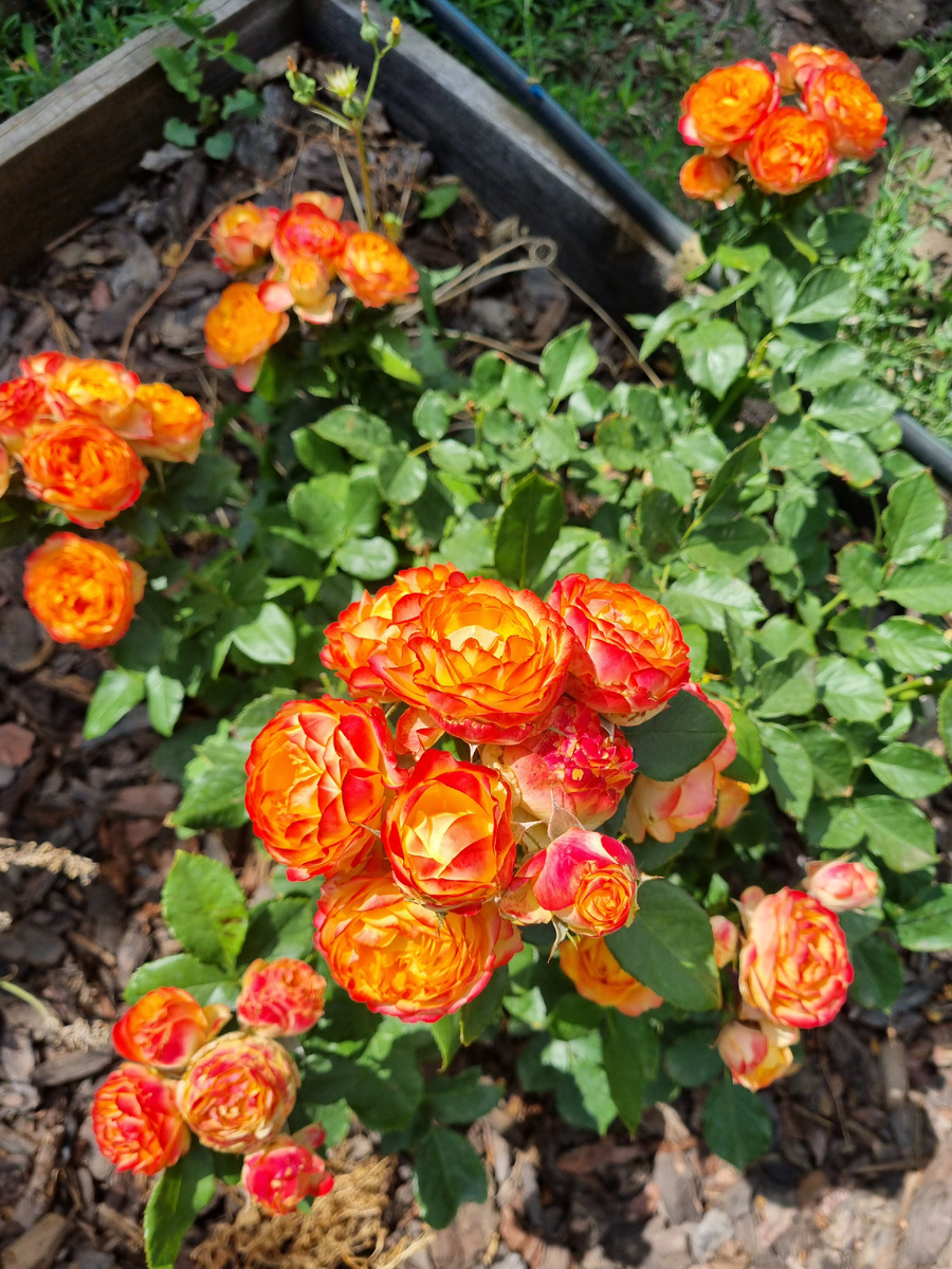 Роза Бэби Романтика. Фото: Зеленая леди, сад, семья и томатный сок 