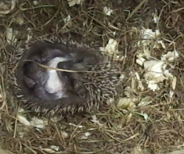 Тверские зоозащитники спасают ежей-малышей. Главное – накормить