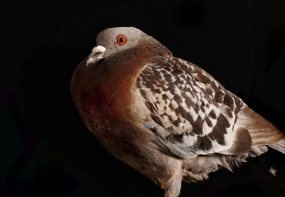 Лесной голубь. Источник: https://www.nytimes.com/2025/06/24/magazine/pigeons-city-nature.html