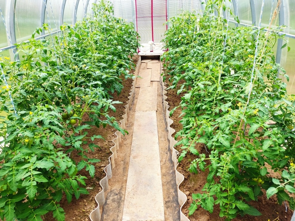 Теплицу моей золовки легко отличить на фото: грядки из волнистого шифера, отсутствие мульчи на почве (принципиально ей не нравится мульчирование)...