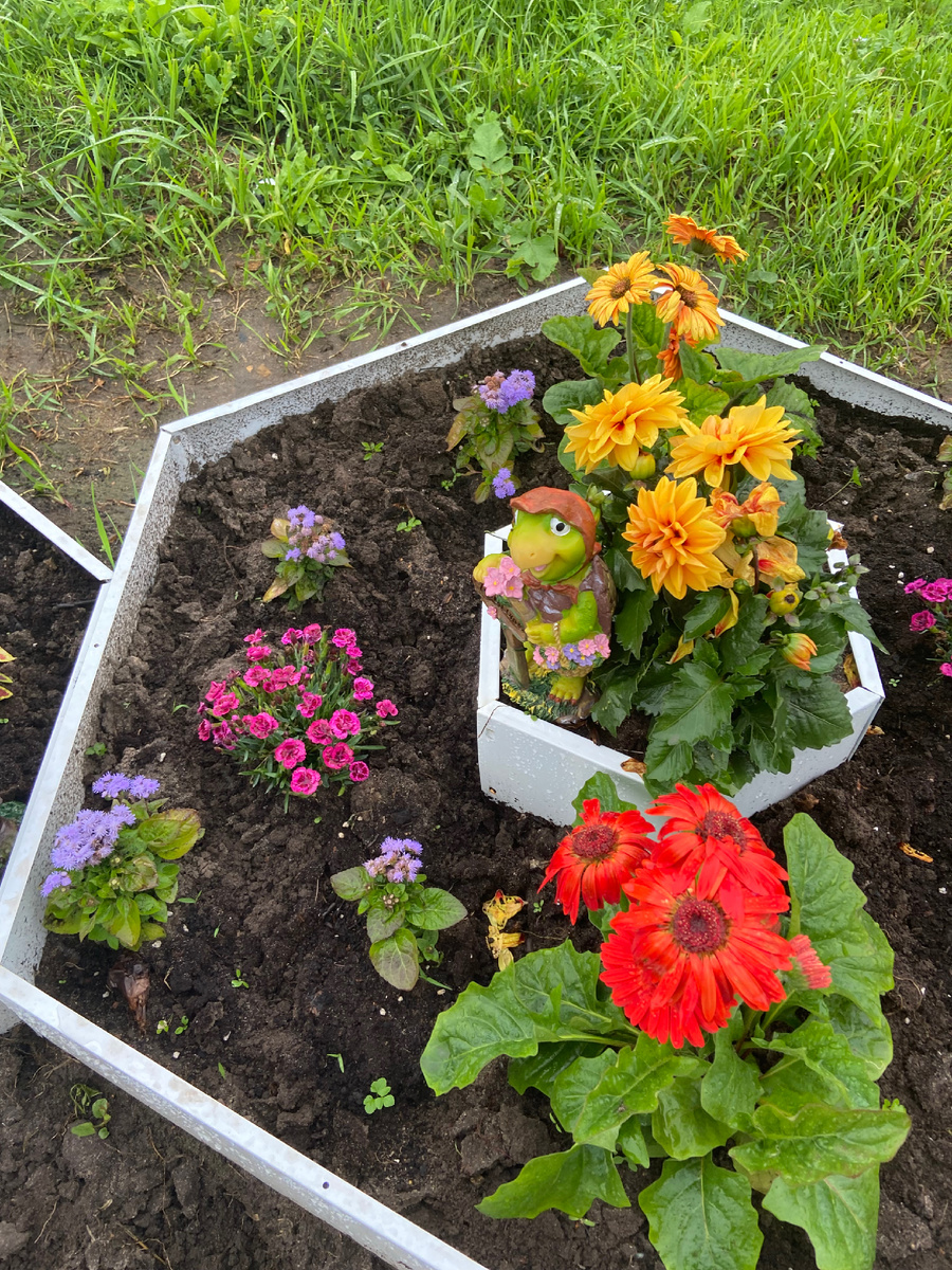 Поселилась на клумбе.