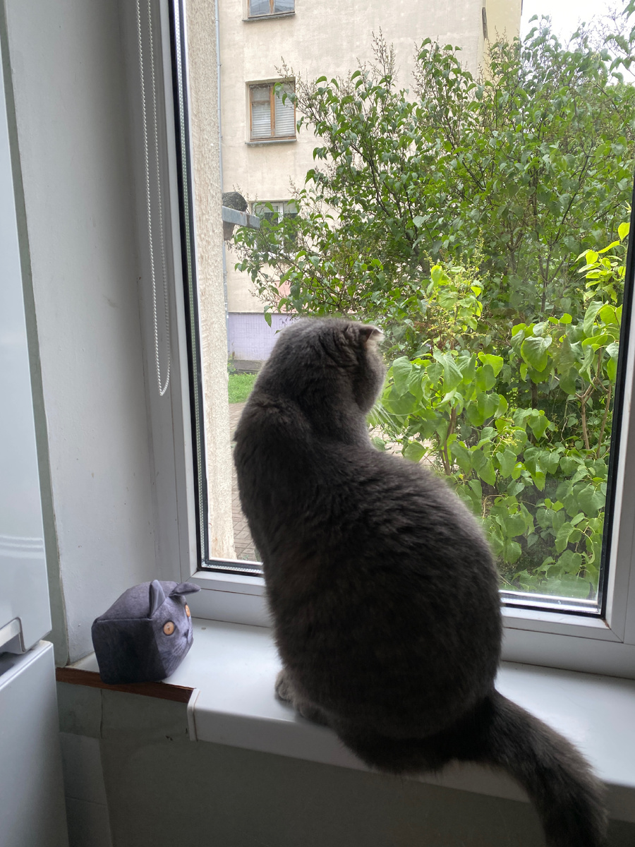 Шон у нас смотрящий за двором