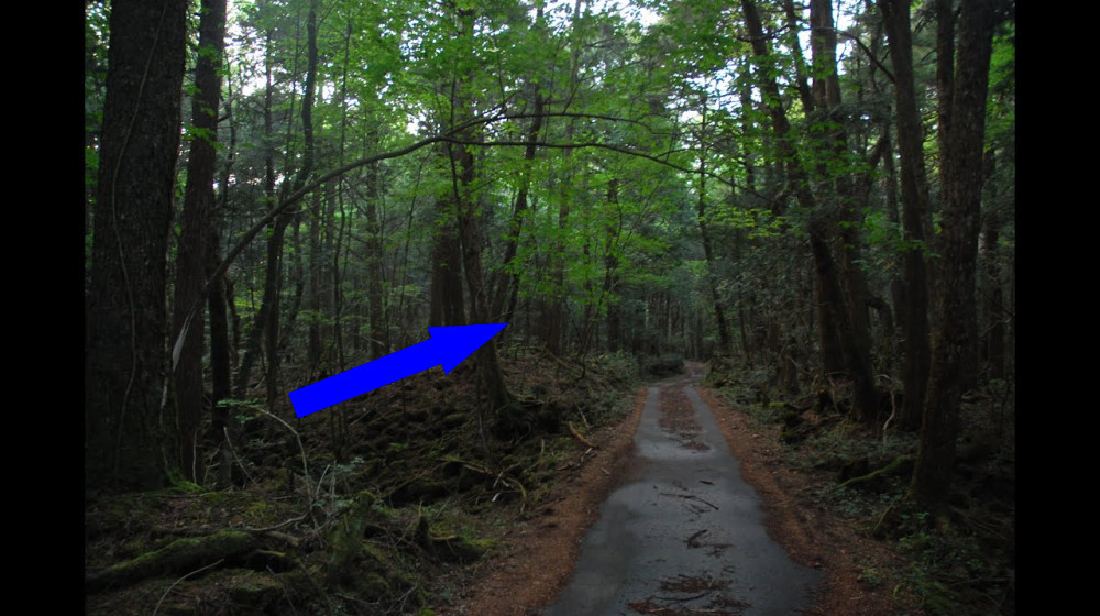    ЗАГАДОЧНЫЕ ИСЧЕЗНОВЕНИЯ В НАЦИОНАЛЬНЫХ ПАРКАХ ПО МИРУ