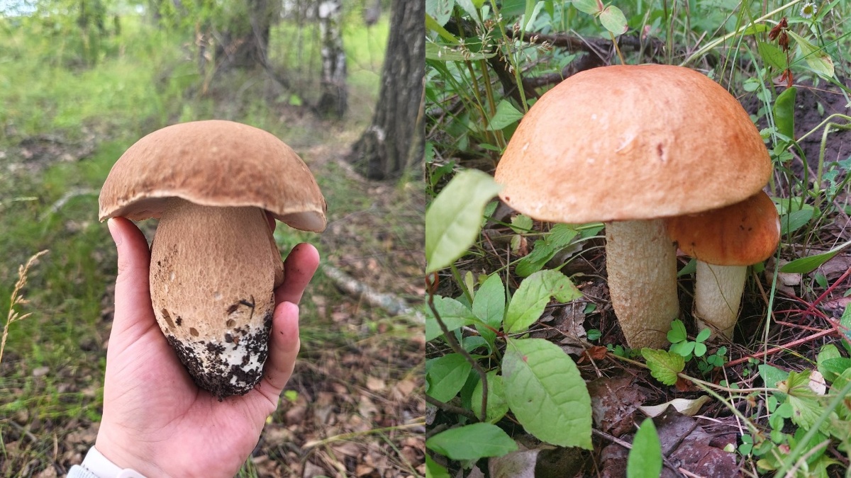    После дождей в Липецких лесах выросли грибы-великаны вк Грибы и грибники Липецкой области