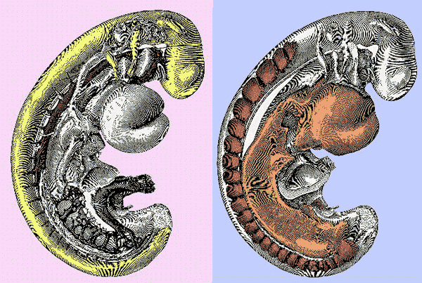 Рисунок. Метамерные структуры эмбриона человека величиной 2,57 мм, возрастом 26 дней; реконструкция на основе серийных срезов. Слева: спинной мозг (желтым цветом) с (метамерными) сосудами, которые его питают. Справа, темно-красным: метамерные участки мезодермы (сомиты), которые возникли в области между сосудами: зачатки мышц, кожи, костей и др. (коллекция Блехшмидта)