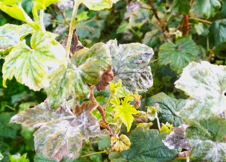 Мучнистая роса на смородине в дождливую погоду: план спасения урожая за 48 часов