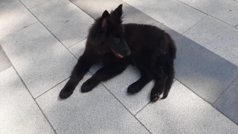     Конкурс среди беспородных собак в «Изумрудном». Altapress.ru