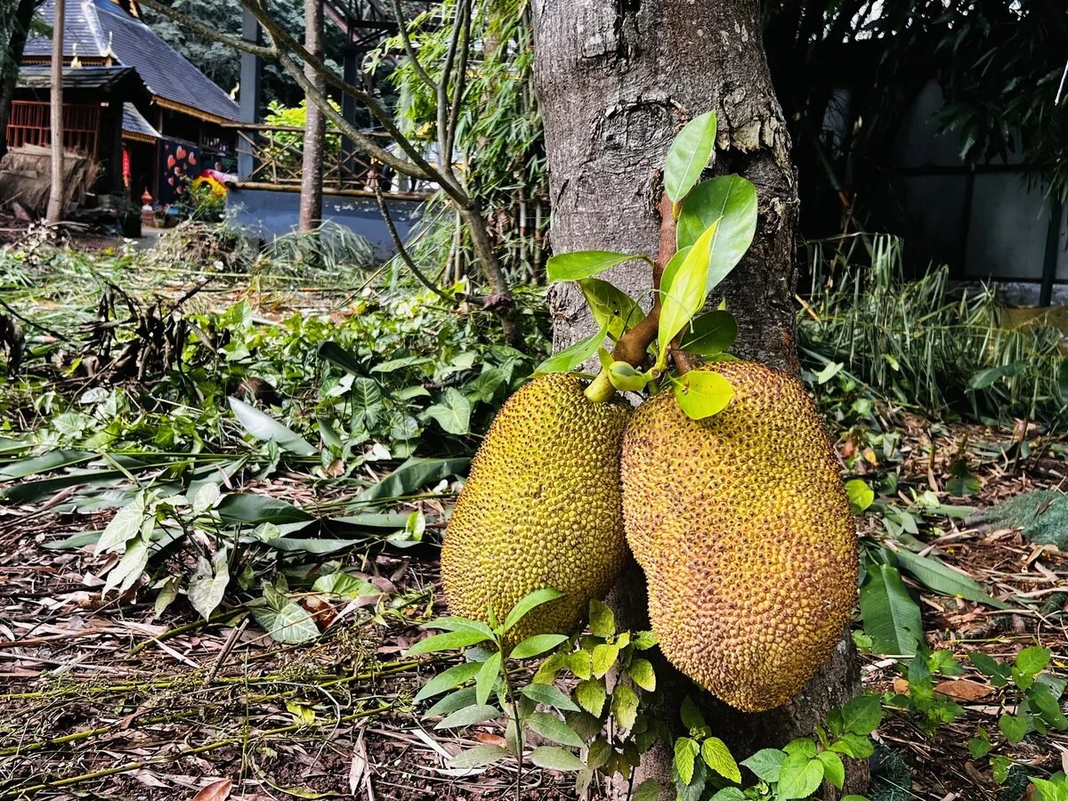    ...хлебного дерева. Фото: АТОР