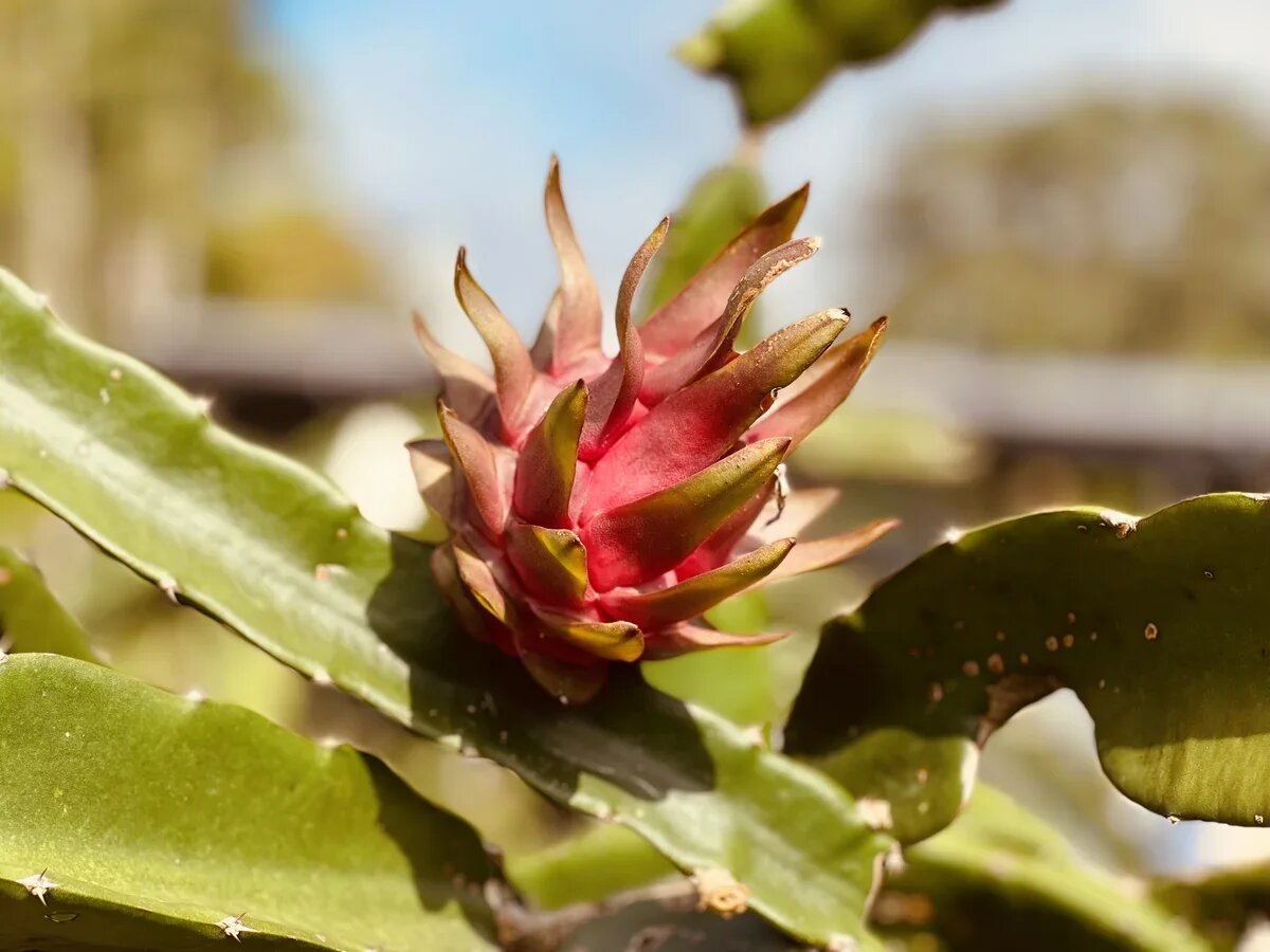    ... и драконьего плода. Фото: АТОР