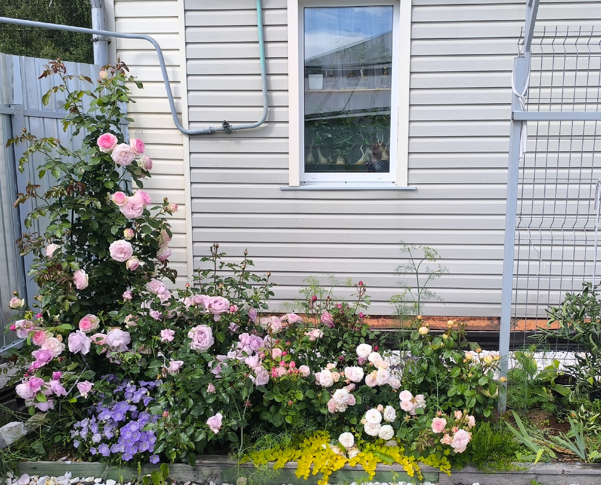 Розовый салат, он и есть розовый салат.