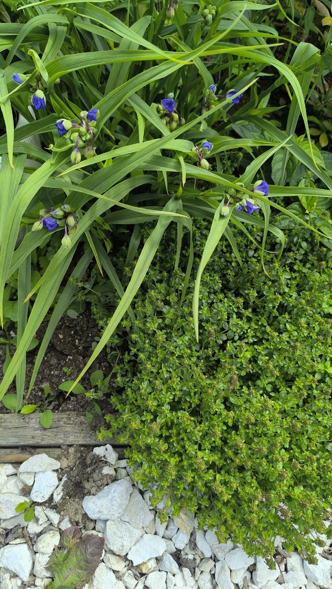 Вот туту в тимьяне и сидели малышки.