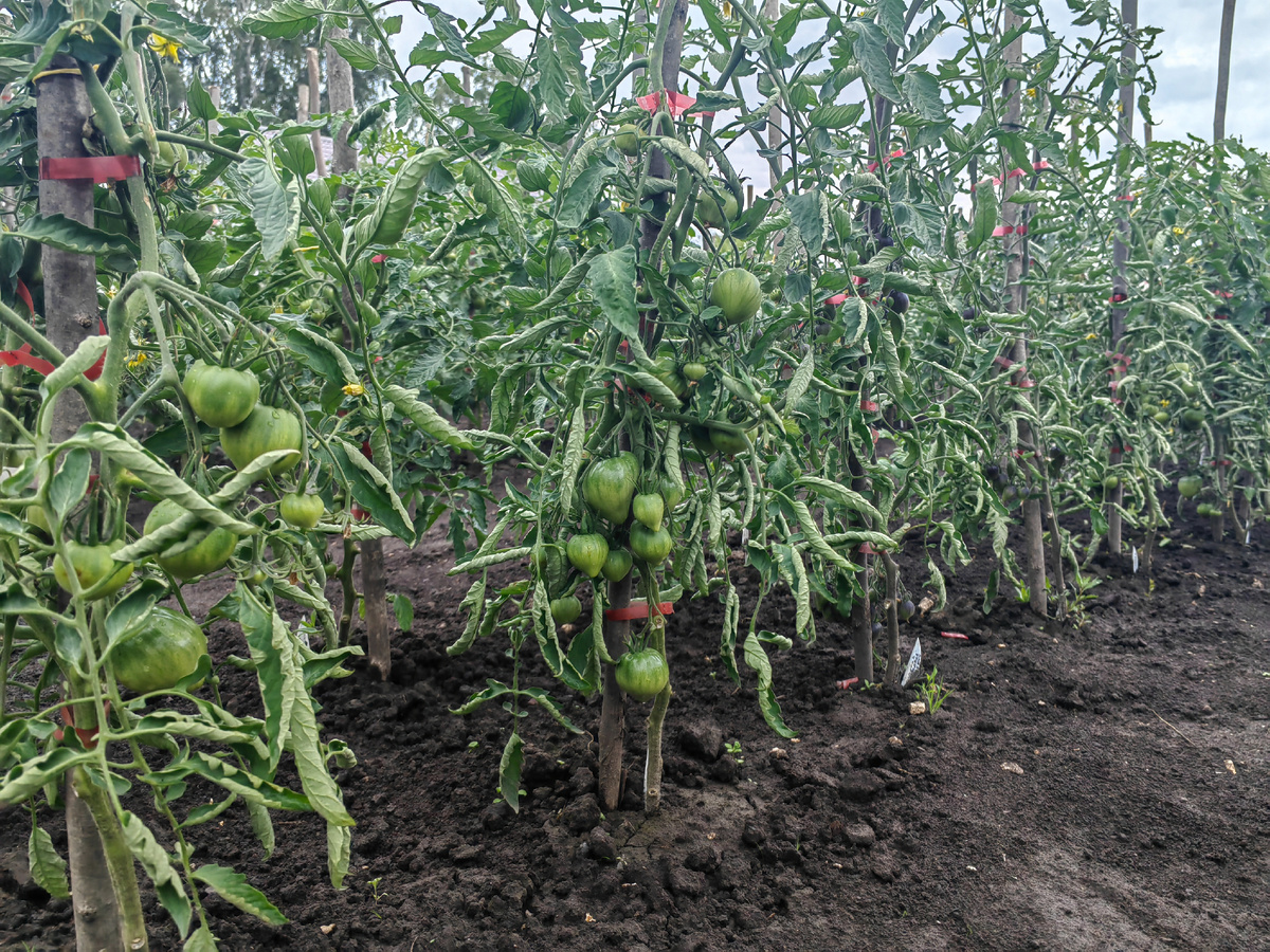 Сегодня весь день идет дождь. Томатные грядки пролиты по максимуму.