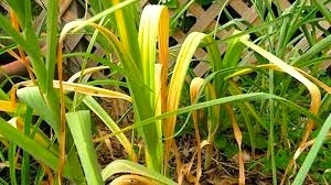 Почему желтеет чеснок 