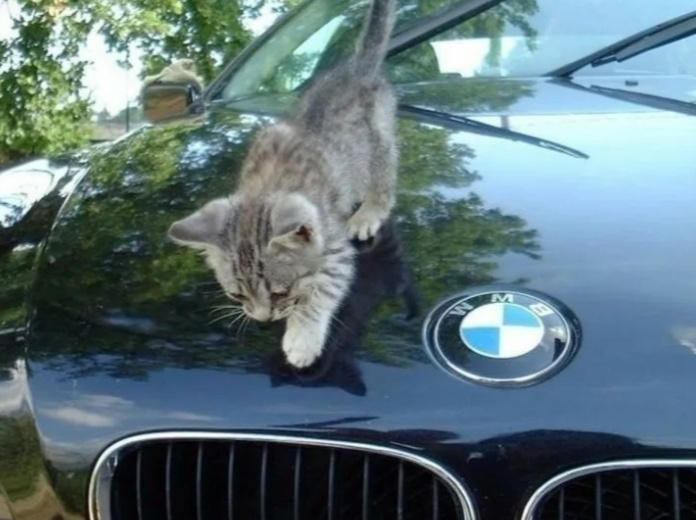 Фото для иллюстрации,котенок на самом деле был другой