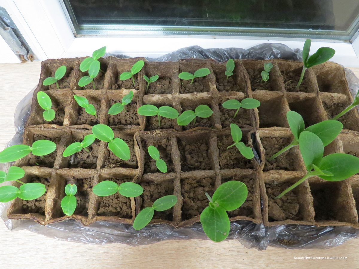 Огурцов проклюнулось много, а кабачков всего пять.