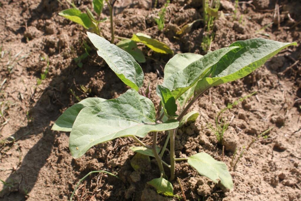 Фото: pxhere.com