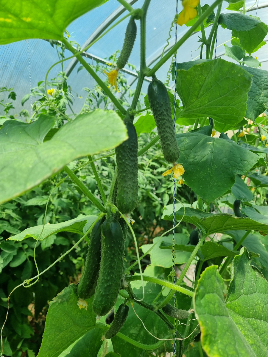 У меня растет только качественное сырье☺️. Фото: Зеленая леди, сад, семья и томатный сок 