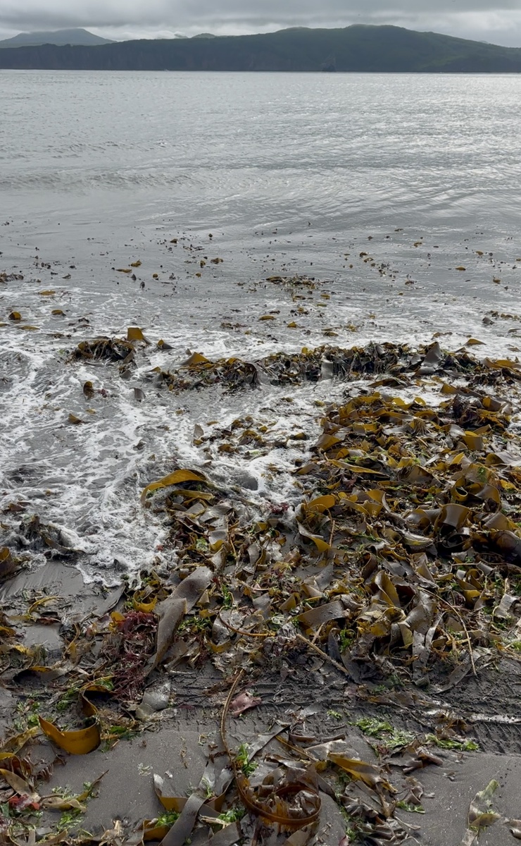 Бухта Большая Лагерная на отливе.