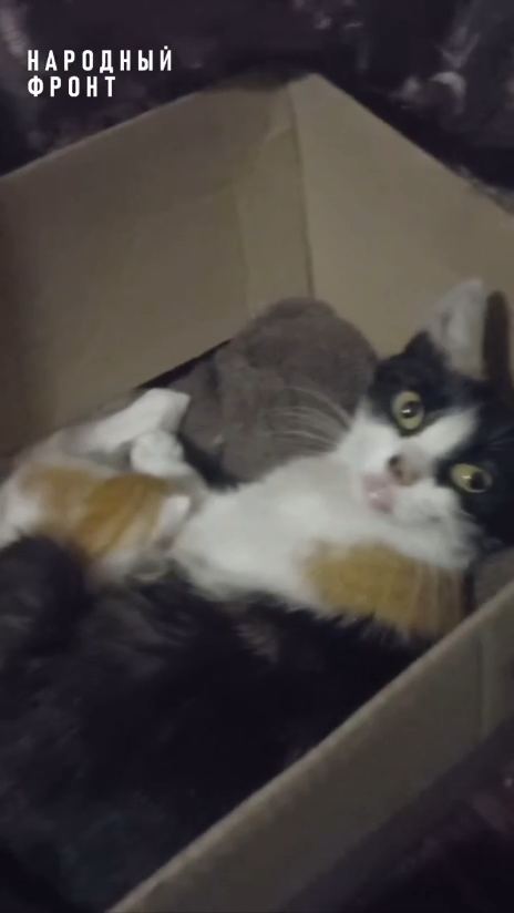     Участник СВО из Красноярска показал своих хвостатых боевых товарищей